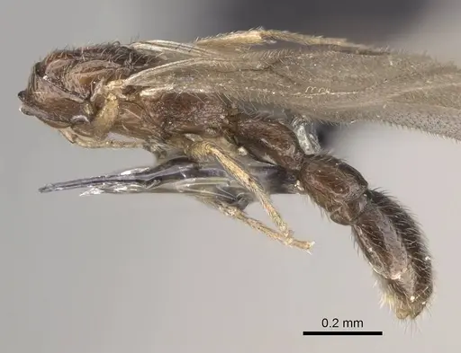 Dolioponera fustigera specimen CASENT0090028 image casent0090028_4