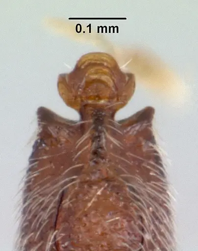 Dolioponera fustigera specimen CASENT0411307 image casent0411307_2