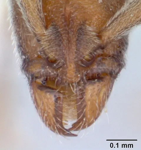 Dolioponera fustigera specimen CASENT0411307 image casent0411307_4