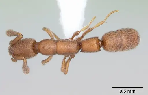 Dolioponera fustigera specimen CASENT0412032 image casent0412032_1