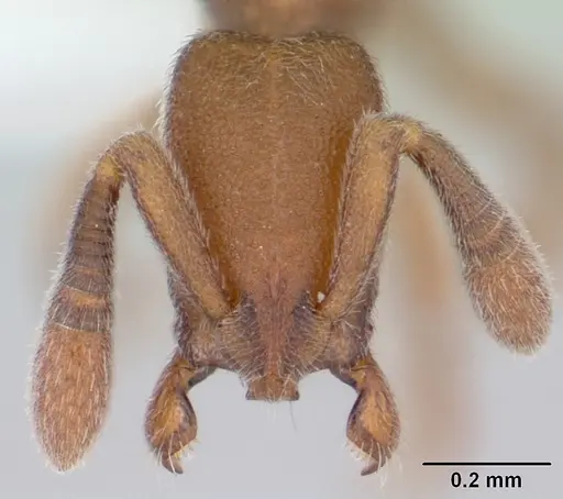 Dolioponera fustigera specimen CASENT0412032 image casent0412032_2