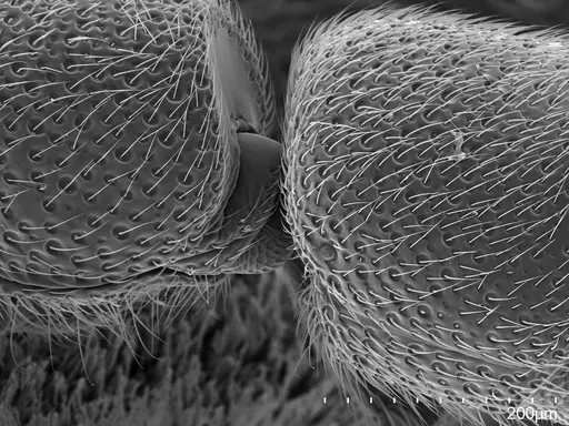 Dolioponera fustigera specimen CASENT0412032 image casent0412032_5