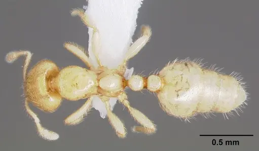 Dolopomyrmex pilatus specimen CASENT0003193 image casent0003193_1