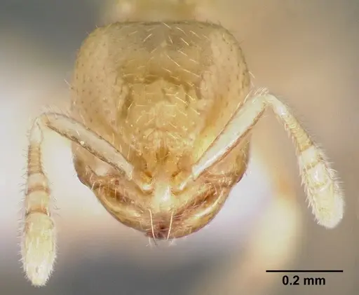 Dolopomyrmex pilatus specimen CASENT0003193 image casent0003193_2