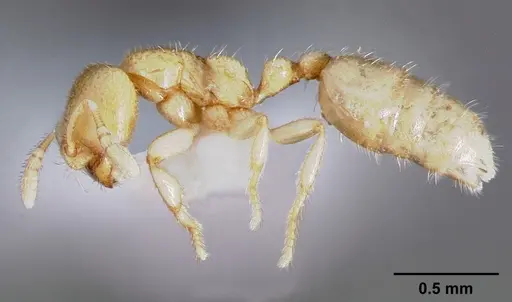Dolopomyrmex pilatus specimen CASENT0003193 image casent0003193_3