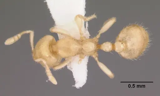 Dolopomyrmex pilatus specimen CASENT0102679 image casent0102679_1