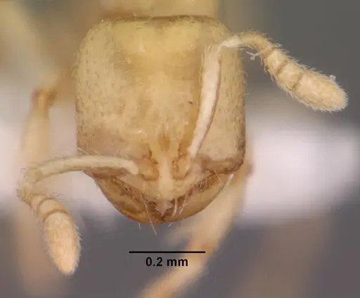 Dolopomyrmex pilatus specimen CASENT0102679 image casent0102679_2