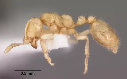 Dolopomyrmex pilatus specimen CASENT0102679 image casent0102679_3