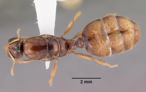 Dolopomyrmex pilatus specimen CASENT0102680 image casent0102680_1