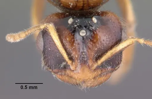 Dolopomyrmex pilatus specimen CASENT0102680 image casent0102680_2