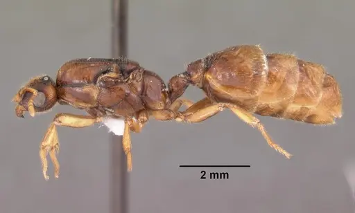 Dolopomyrmex pilatus specimen CASENT0102680 image casent0102680_3
