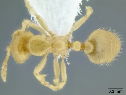 Dolopomyrmex pilatus specimen CASENT0106200 image casent0106200_1