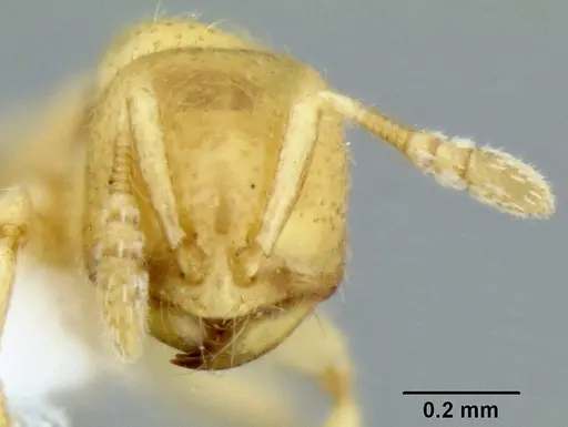 Dolopomyrmex pilatus specimen CASENT0106200 image casent0106200_2