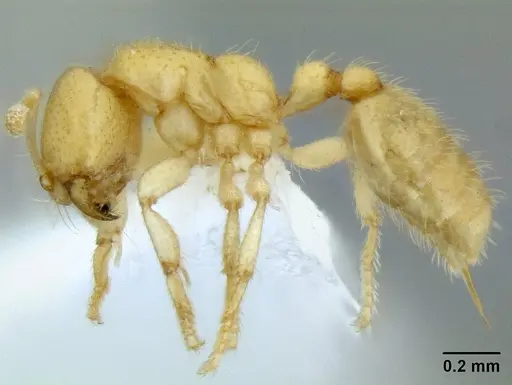 Dolopomyrmex pilatus specimen CASENT0106200 image casent0106200_3