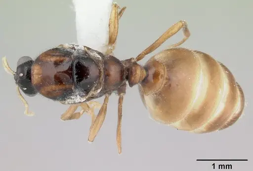 Dolopomyrmex pilatus specimen CASENT0178566 image casent0178566_1
