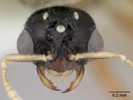 Dolopomyrmex pilatus specimen CASENT0178566 image casent0178566_2