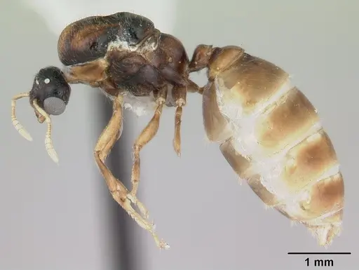 Dolopomyrmex pilatus specimen CASENT0178566 image casent0178566_3