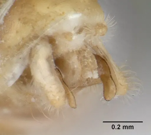 Dolopomyrmex pilatus specimen CASENT0178566 image casent0178566_4
