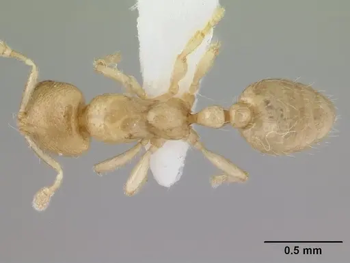 Dolopomyrmex pilatus specimen CASENT0178567 image casent0178567_1