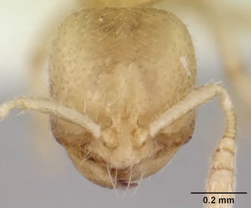 Dolopomyrmex pilatus specimen CASENT0178567 image casent0178567_2