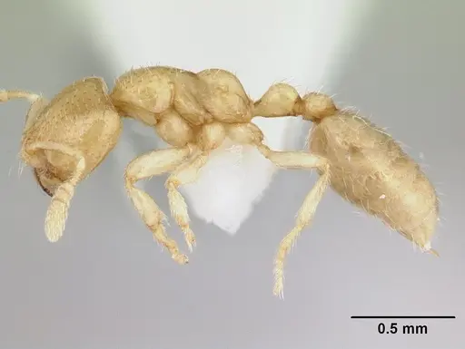 Dolopomyrmex pilatus specimen CASENT0178567 image casent0178567_3