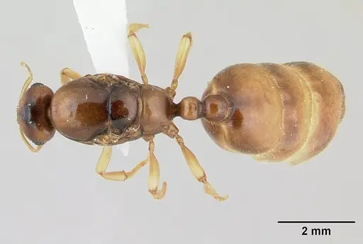 Dolopomyrmex pilatus specimen CASENT0178568 image casent0178568_1