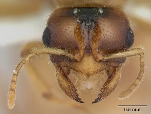 Dolopomyrmex pilatus specimen CASENT0178568 image casent0178568_2
