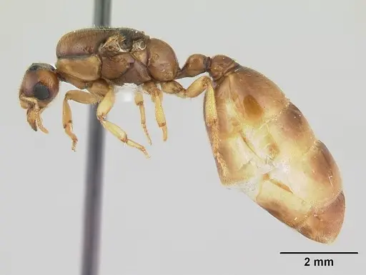 Dolopomyrmex pilatus specimen CASENT0178568 image casent0178568_3