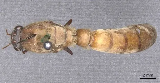 Dorylus acutus specimen CASENT0911275 image casent0911275_1