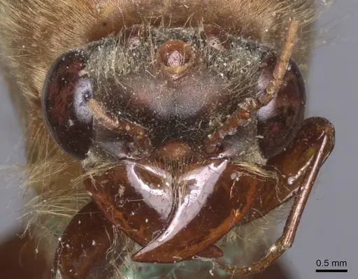 Dorylus acutus specimen CASENT0911275 image casent0911275_2