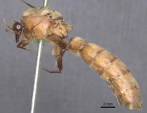 Dorylus acutus specimen CASENT0911275 image casent0911275_3