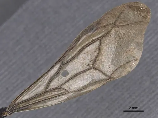 Dorylus acutus specimen CASENT0911275 image casent0911275_4