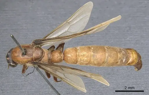 Dorylus aethiopicus specimen CASENT0903715 image casent0903715_1