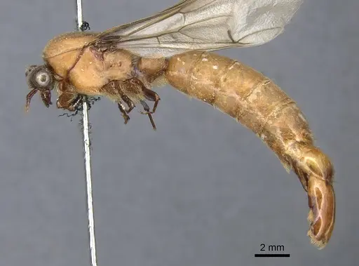 Dorylus aethiopicus specimen CASENT0903715 image casent0903715_3