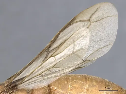 Dorylus aethiopicus specimen CASENT0903715 image casent0903715_4