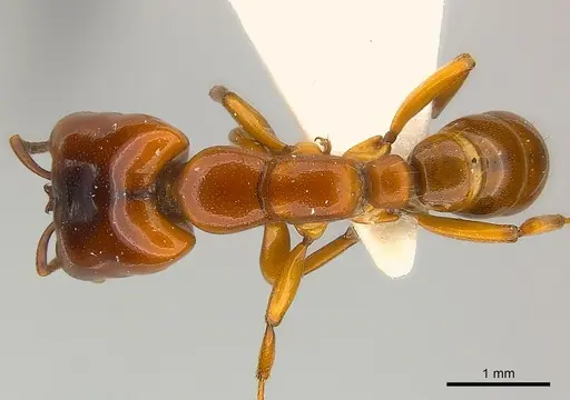 Dorylus affinis specimen CASENT0217156 image casent0217156_1