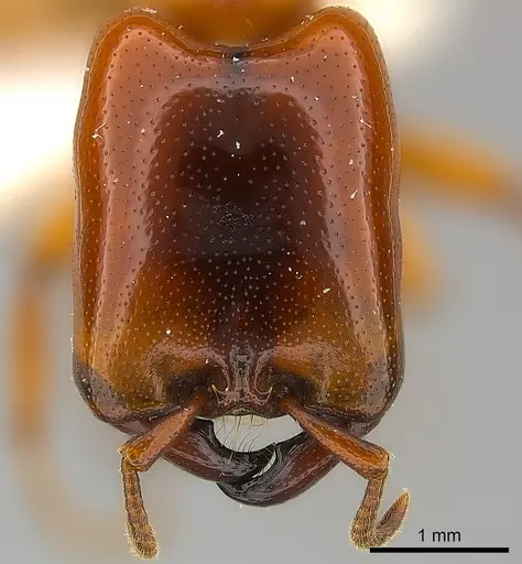 Dorylus affinis specimen CASENT0217156 image casent0217156_2