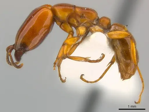 Dorylus affinis specimen CASENT0217156 image casent0217156_3