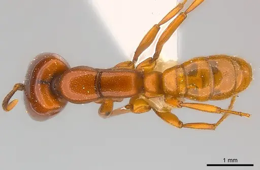 Dorylus affinis specimen CASENT0217157 image casent0217157_1