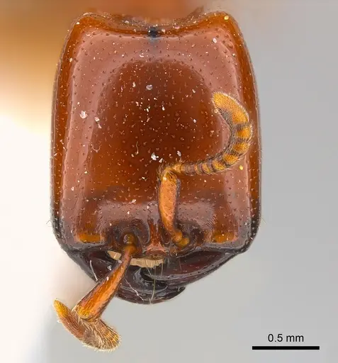 Dorylus affinis specimen CASENT0217157 image casent0217157_2