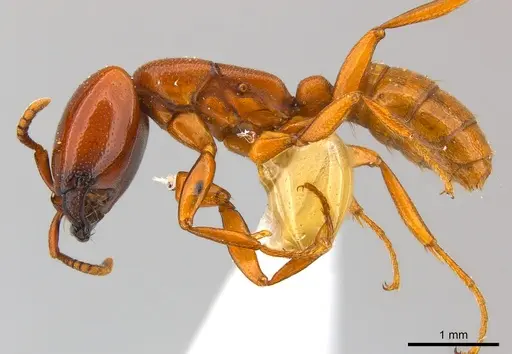 Dorylus affinis specimen CASENT0217157 image casent0217157_3