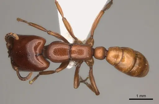Dorylus affinis specimen CASENT0217462 image casent0217462_1