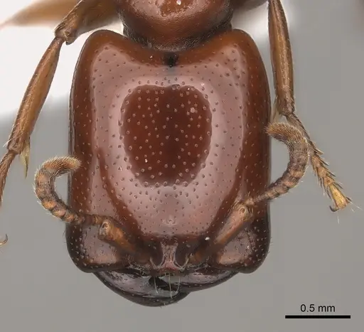 Dorylus affinis specimen CASENT0217462 image casent0217462_2