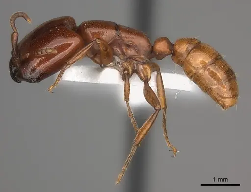 Dorylus affinis specimen CASENT0217462 image casent0217462_3