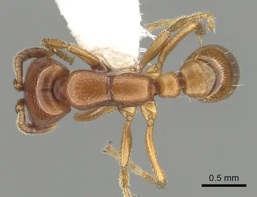 Dorylus affinis specimen CASENT0249444 image casent0249444_1