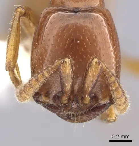 Dorylus affinis specimen CASENT0249444 image casent0249444_2