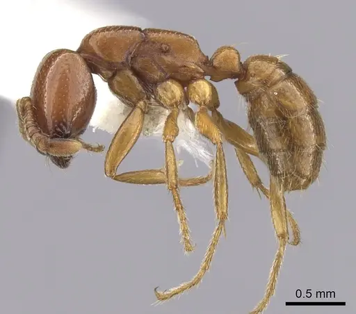 Dorylus affinis specimen CASENT0249444 image casent0249444_3
