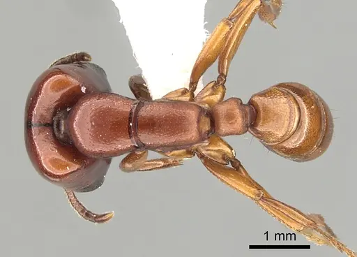 Dorylus affinis specimen CASENT0249445 image casent0249445_1