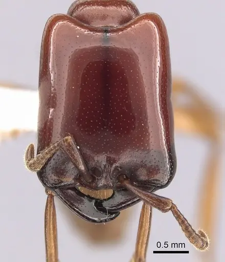 Dorylus affinis specimen CASENT0249445 image casent0249445_2