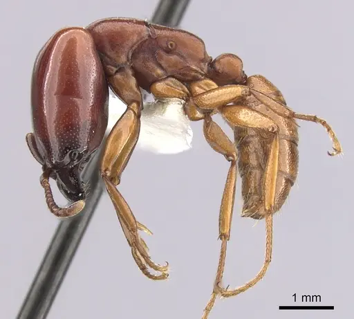Dorylus affinis specimen CASENT0249445 image casent0249445_3